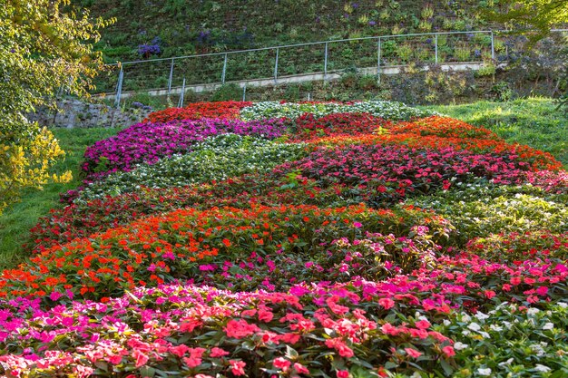 Foto flores de varios colores floreciendo en el jardín