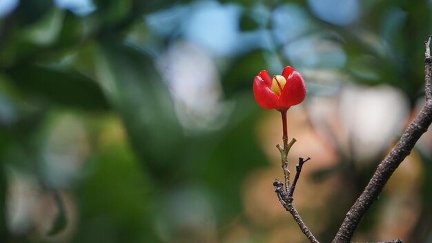 Foto flores de varios colores hermosos