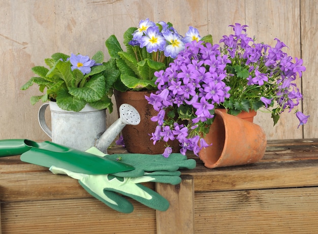 Flores, vasos e acessórios de jardinagem na mesa de madeira