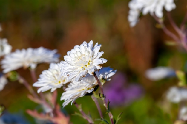 Flores velhas de outono com danos e outras desvantagens