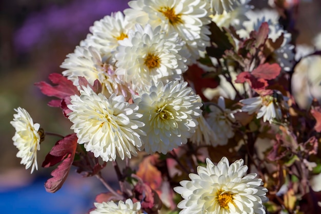 Flores velhas de outono com danos e outras desvantagens