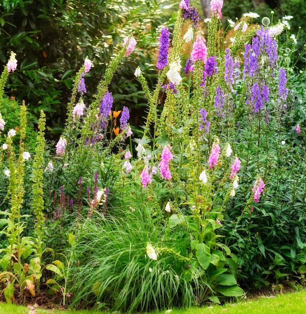 Flores venenosas dedalera o digitalis purpurea en un colorido jardín botánico al aire libre con plantas y árboles en un día soleado en primavera Hermosa escena de la naturaleza en un ambiente tranquilo en el patio trasero