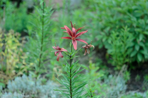 flores de verano brillantes que crecen en los jardines