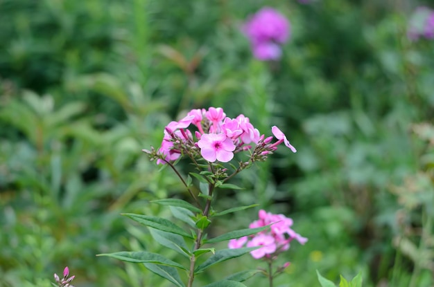 flores de verano brillantes que crecen en los jardines