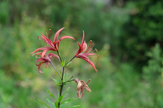 flores de verano brillantes que crecen en los jardines