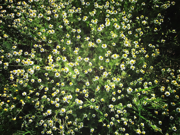 Flores de verano en un campo en un día soleado