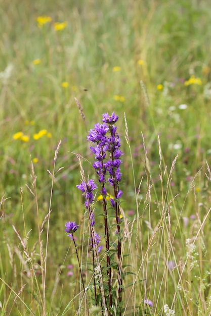 Flores de verano en un campo en un día soleado