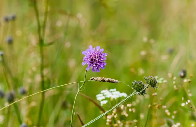 Flores de verano en un campo en un día soleado