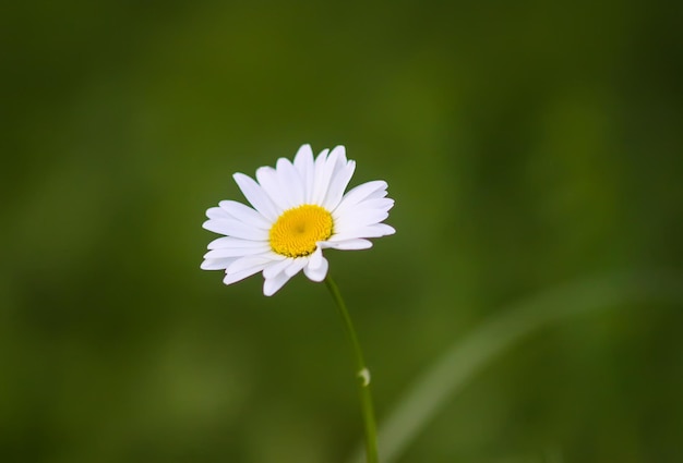 Flores de verano en un campo en un día soleado