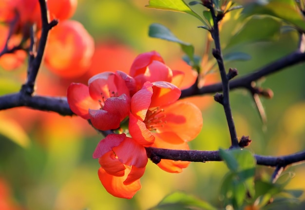 Flores de verano en un campo en un día soleado