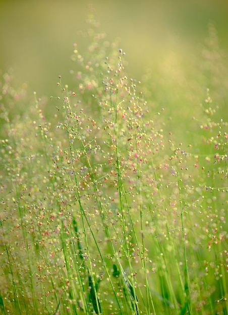 Flores de verano, campo de flores.