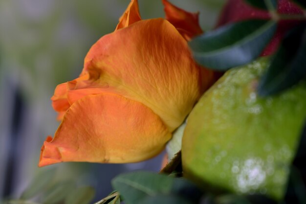 FLORES DE VERANO GRATIS DE BUKET