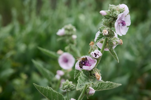 Foto flores de verano de malva