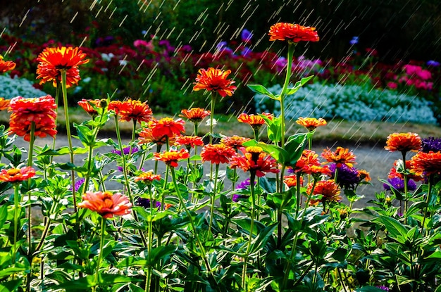 Flores de verano en el parque bajo la lluvia.