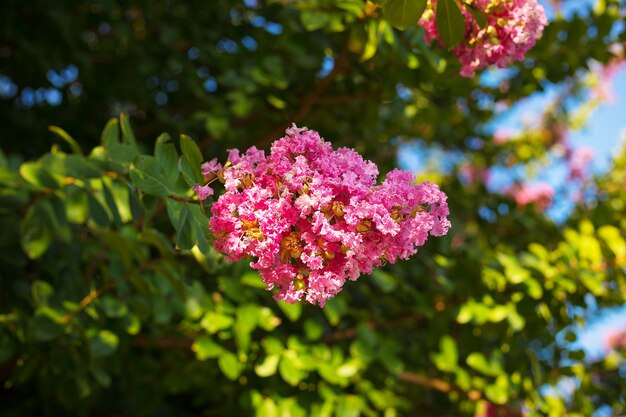 flores de verano bajo el sol