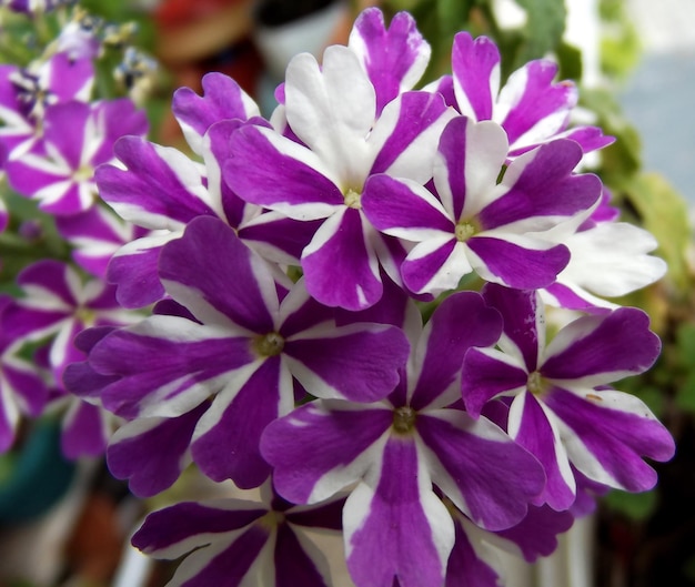 Flores de verbena de color violeta y blanco natural