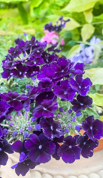 Flores de verbena morada en el jardín.