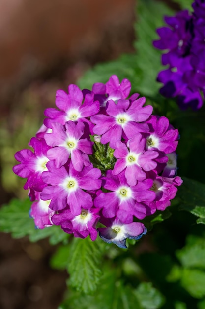 Flores de verbena púrpura florecientes en un día soleado foto de primer plano Flores de jardín de verbena violeta