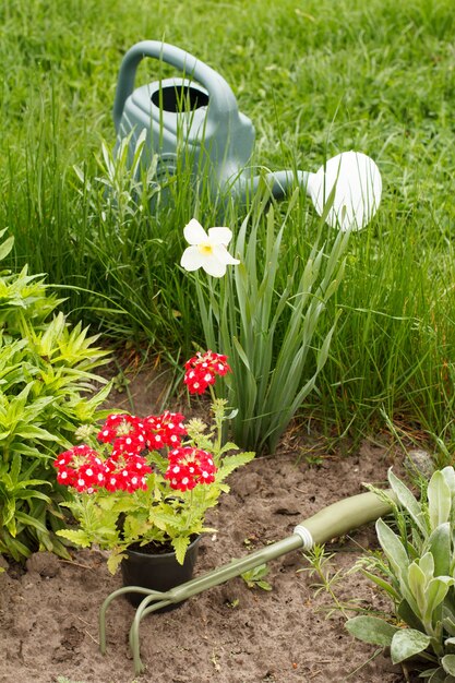 Flores de verbena roja, rastrillo de mano y regadera en una cama de jardín.