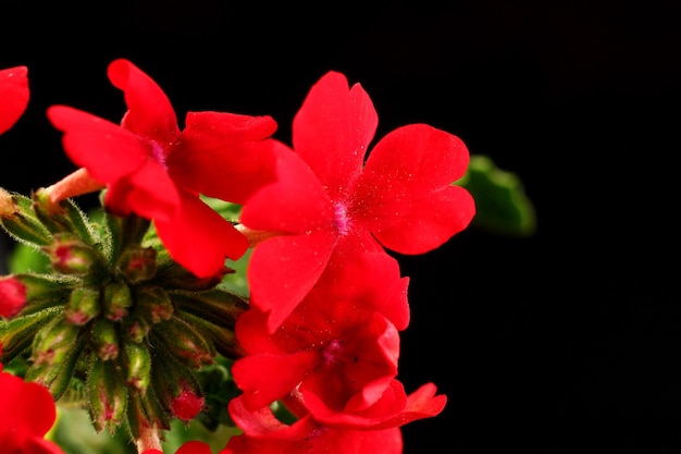 Las flores de verbena roja son de cerca