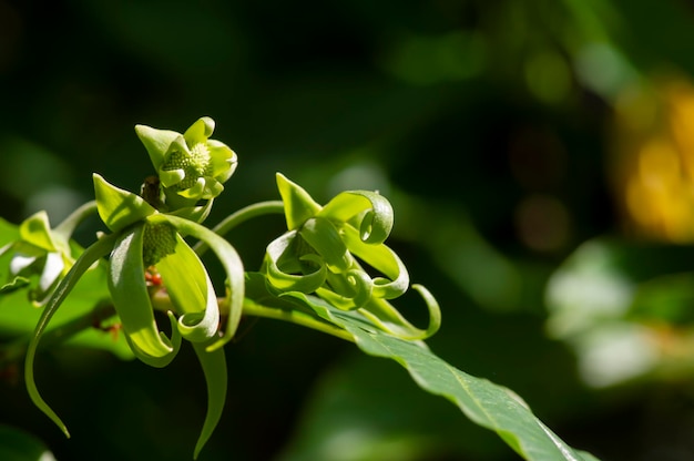 Flores verdes de cananga odorata conocidas como cananga una flor de árbol tropical