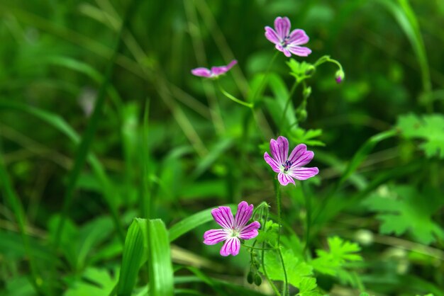 Flores verdes da floresta