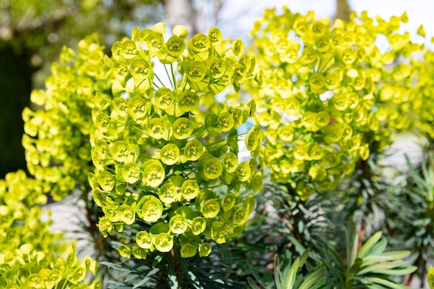 Foto flores verdes de euphorbia spurge em fundo natural de flor.