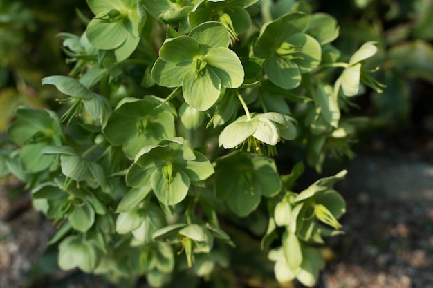 Flores verdes de helleborus lividus o helleborus dumetorum