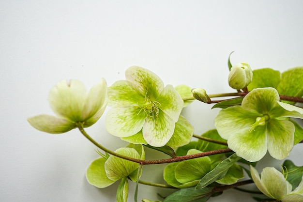 flores verdes sobre un fondo blanco