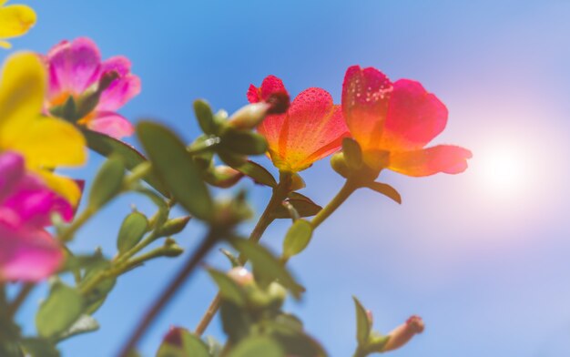 Flores de verdolaga común con cielo azul e iluminación solar