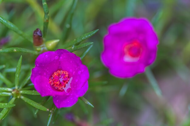 Flores de verdolaga común magenta