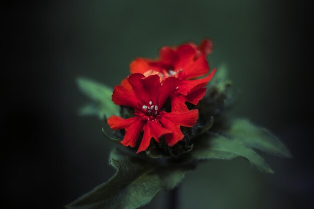 Flores vermelhas brilhantes de Lychnis chalcedonica ou Agrostemma chalcedonica