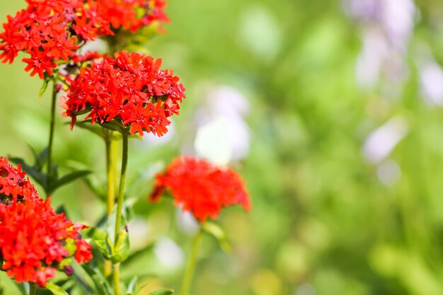 Flores vermelhas brilhantes de Lychnis chalcedonica. Planta da Cruz de Malta no jardim de verão.