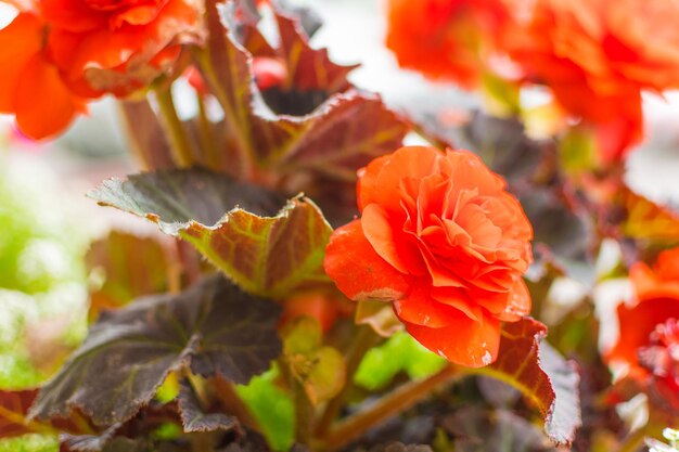 Flores vermelhas closeup