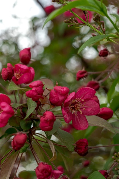 Flores vermelhas da macieira escarlate em galhos de árvores