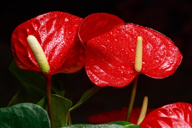 Flores vermelhas de antúrio em um fundo preto