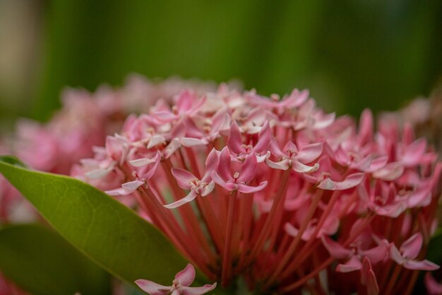 Flores vermelhas de Ashoka que prosperam no quintal.