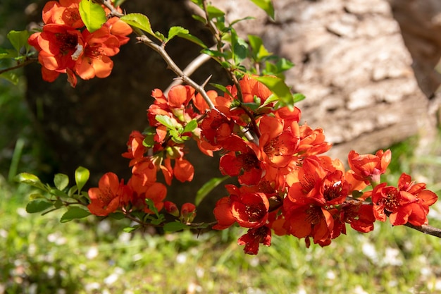 Flores vermelhas de Chaemnomeles japonica marmelo Foco seletivo