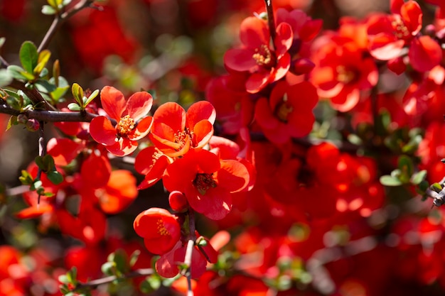 Flores vermelhas de chaenomeles x superba granada em um galho no jardim foco seletivo belo fundo de primavera-verão com flores vermelhas