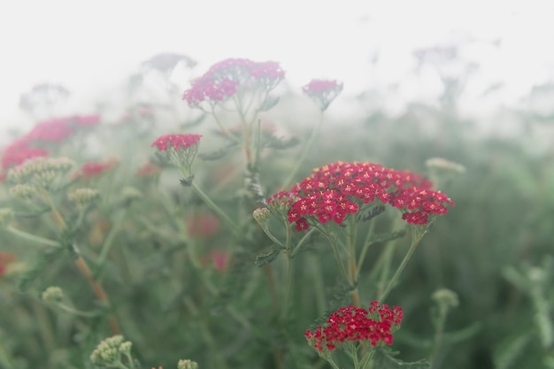 Foto flores vermelhas de cultivar ornamental yarrow em um close de dia nebuloso