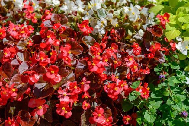 Flores vermelhas de jardim de verão