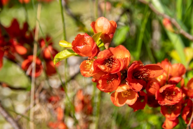 Flores vermelhas de marmelo Chaemnomeles japonica