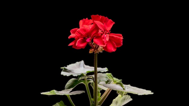 Flores vermelhas de Pelargonium ou Geranium isoladas em fundo preto