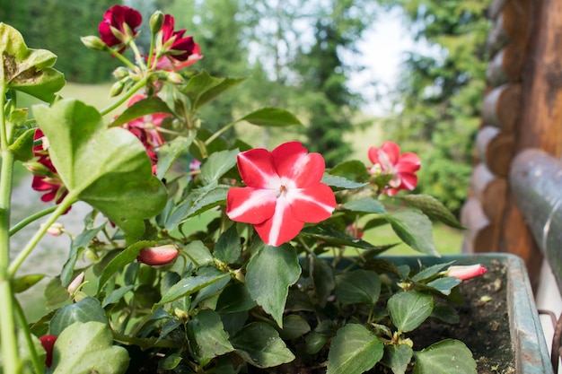 Flores vermelhas de petúnia (Petunia hybrida)