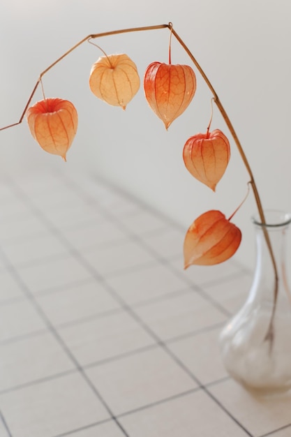 Flores vermelhas de physalis isoladas em fundo branco com composição de design minimalista de copyspace de