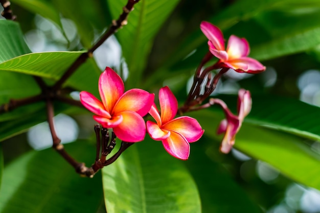 Flores vermelhas de plumeria na árvore