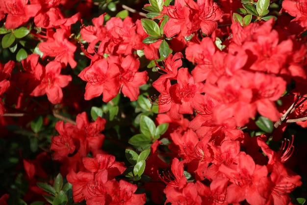 Flores vermelhas de rodgersia aesculofolia.