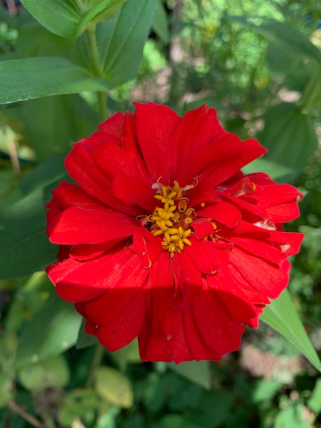 Foto flores vermelhas de zinnia comum ou flor de zinia anggun de perto de cima