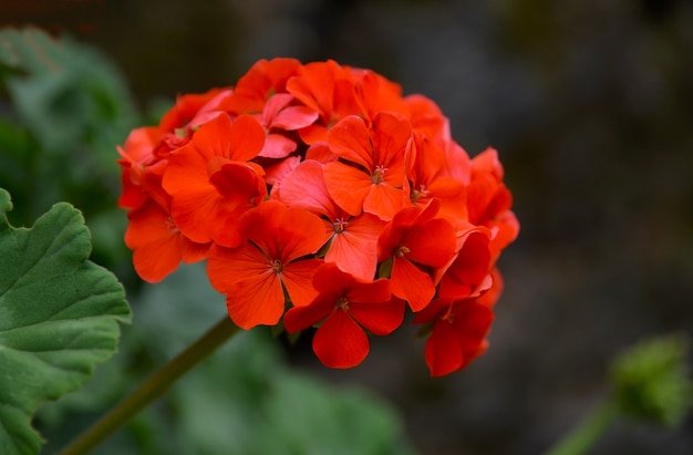 Flores vermelhas do gerânio no fim do jardim do verão acima Pelargonium da folha da hera. Fundo floral Foco seletivo.