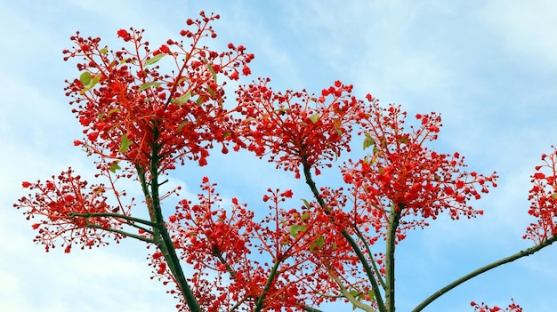 Flores vermelhas e escarlates muito brilhantes Brachychiton Aceifolius fecham, incrível árvore florida, contra